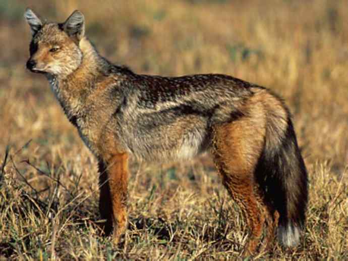 犬科：犬亚科犬属之西门豺、侧纹豺（胡狼类）