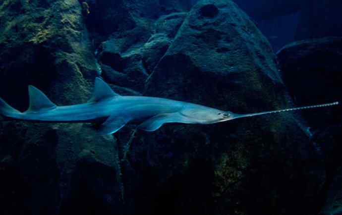 鱼类活化石：锯鳐