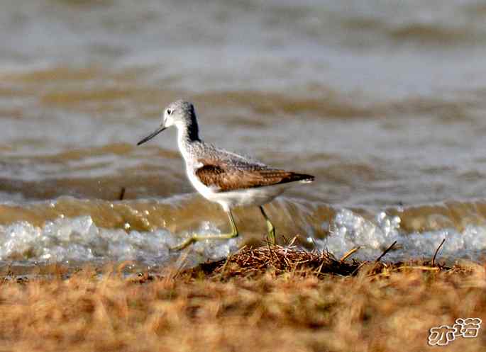 官厅水库&nbsp;wbr路&nbsp;wbr鹤鹬和青脚鹬