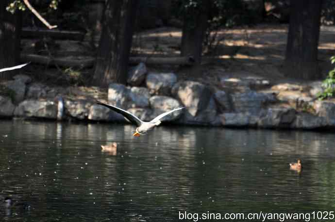 飞(斑头雁) 飞(斑头雁)