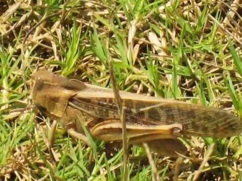 自然奇观：动物大迁徙(东亚飞蝗）