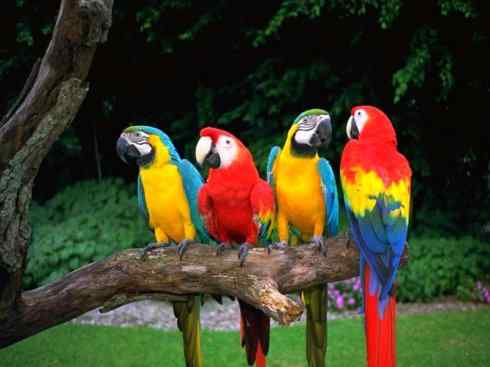 猎奇:奇特的鸟喙之四 猎奇:奇特的鸟喙之四