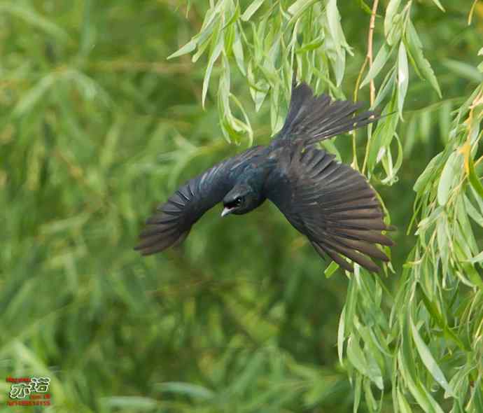 北京长沟湿地&nbsp;wbr路&nbsp;wbr黑卷尾