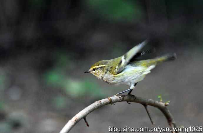 黄眉柳莺(21) 黄眉柳莺(21)