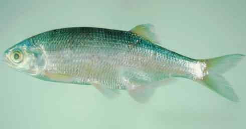 鱼类活化石：月眼鱼