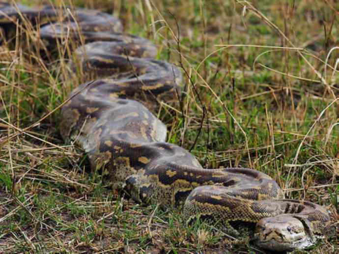 犬科：薮犬亚科非洲野犬属之非洲野犬