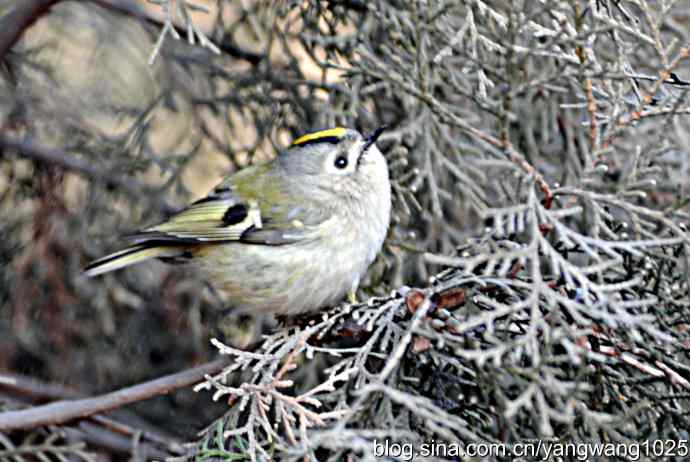 柏树丛中的戴菊 wbr3