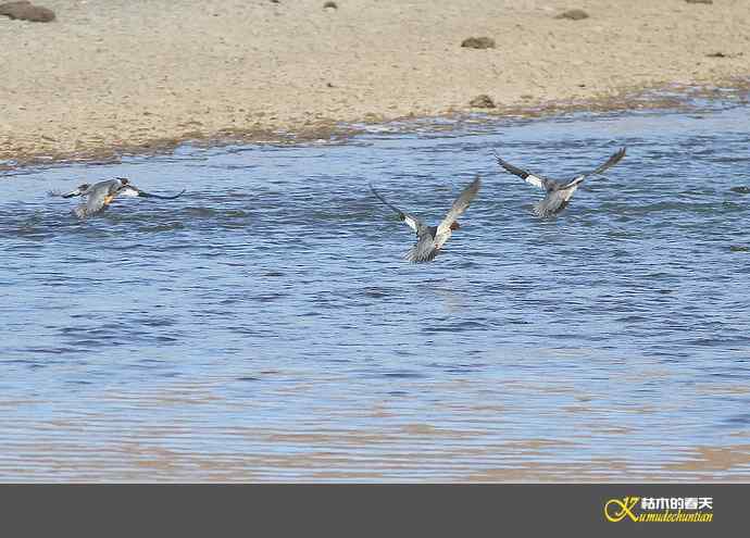 月亮湾拍的鈥溓锷逞尖潯臼蹬摹