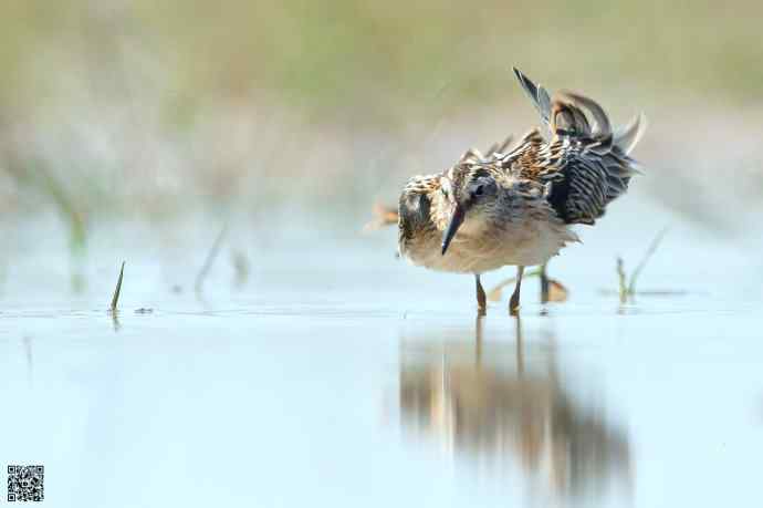 一组野鸭湖的鸻(heng)鹬(yu)类鸟