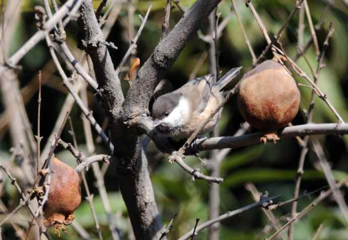 大年初一好收获(褐头山雀记录版) 大年初一好收获(褐头山雀记录版)