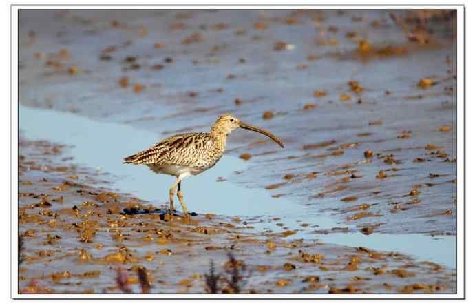 红海滩里的濒危杓鹬