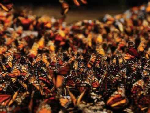 自然奇观：动物大迁徙(帝王蝶）