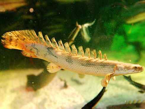 鱼类活化石:多鳍鱼