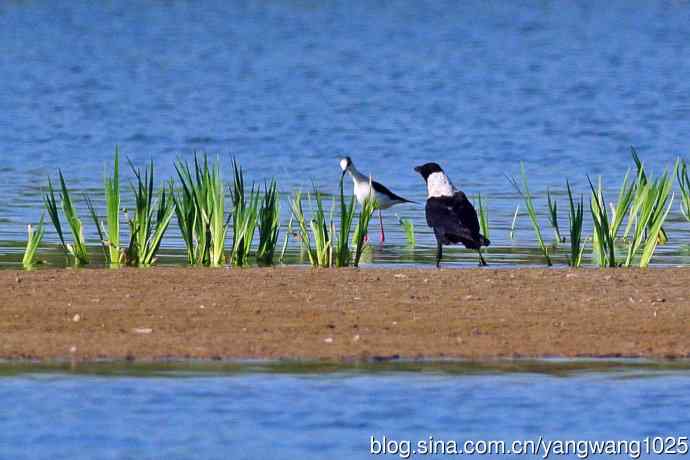 白颈鸦与黑翅长脚鹬