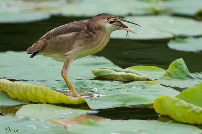 初到将府拍小鳽