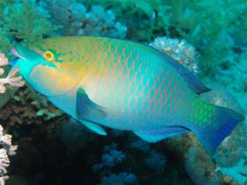 鱼类活化石：匙吻鲟科