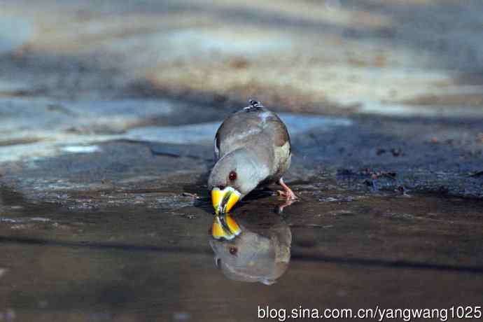 饮水的黑尾蜡嘴雀（3）