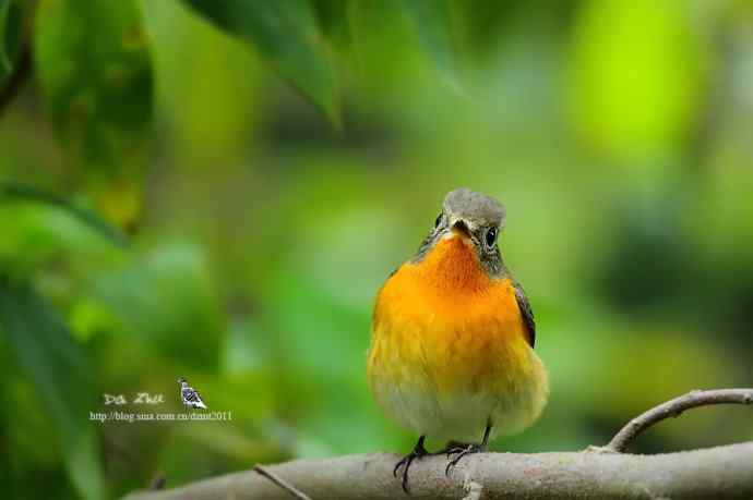 萌鸟——鸲姬鹟贺双十一