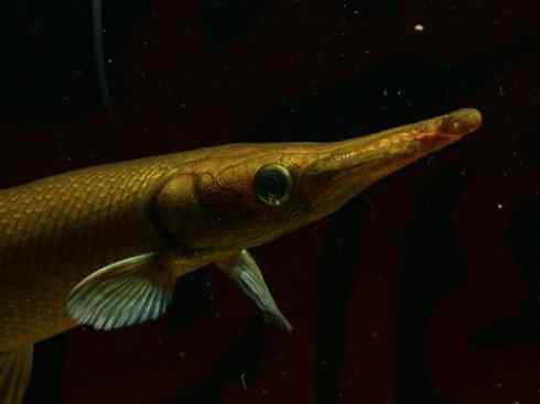 鱼类活化石:鳄雀鳝 鱼类活化石:鳄雀鳝