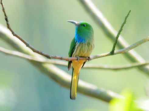 绝色攀禽:佛法僧目之蜂虎 绝色攀禽:佛法僧目之蜂虎