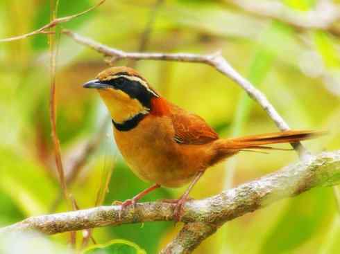 美丽无罪：雀鸟之欣赏2