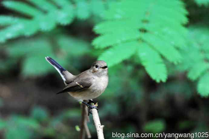红喉姬鹟(8) 红喉姬鹟(8)