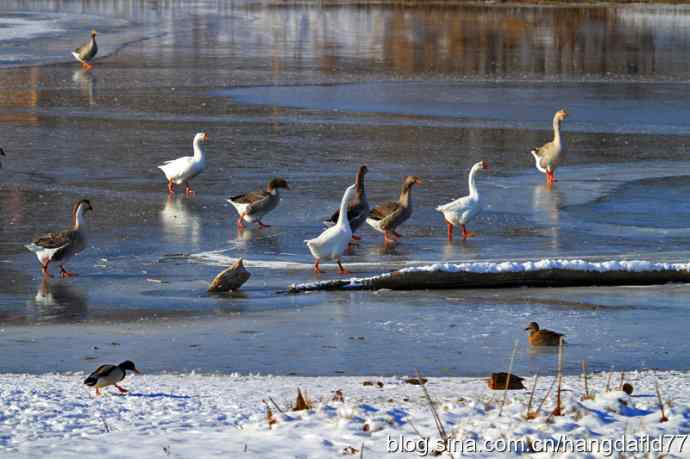 中国家鹅——鹅鸭满塘
