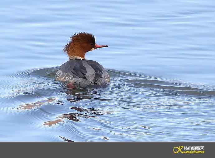 月亮湾拍的鈥溓锷逞尖潯臼蹬摹