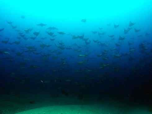 自然奇观：动物大迁徙(鲼)