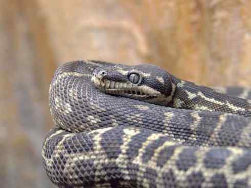 龙:传说的兽原型探秘(树蟒类) 龙:传说的兽原型探秘(树蟒类)