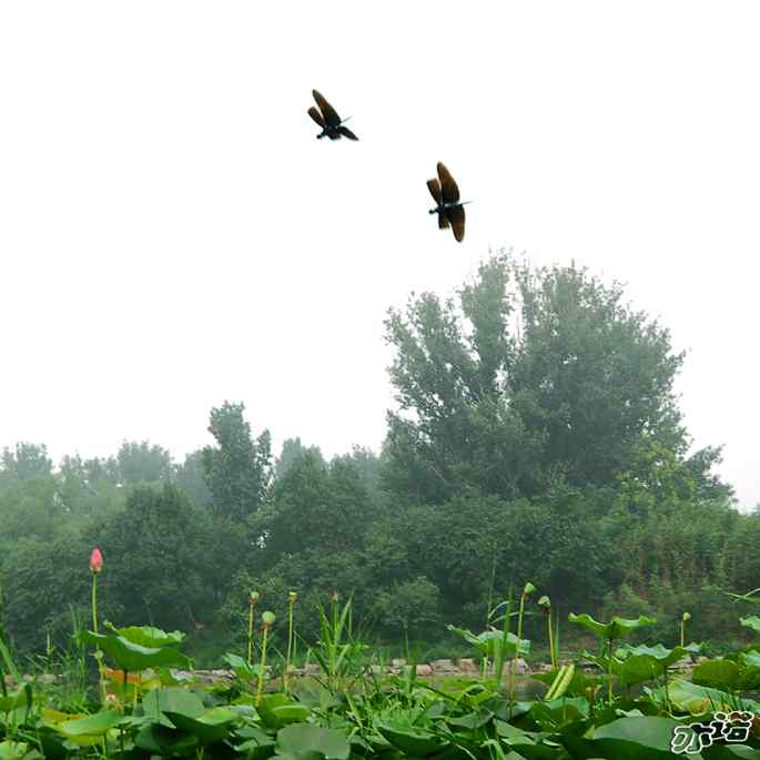 圆明园&nbsp;wbr路&nbsp;wbr黑丽翅蜻鈥斺敽商裂蘧