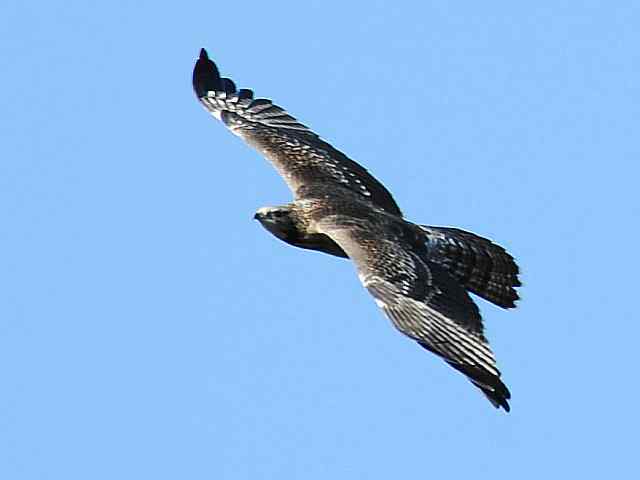 望京楼观赏猛禽迁徙