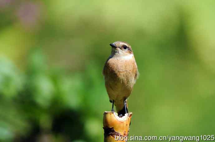 雌性黑喉石鵖（4）