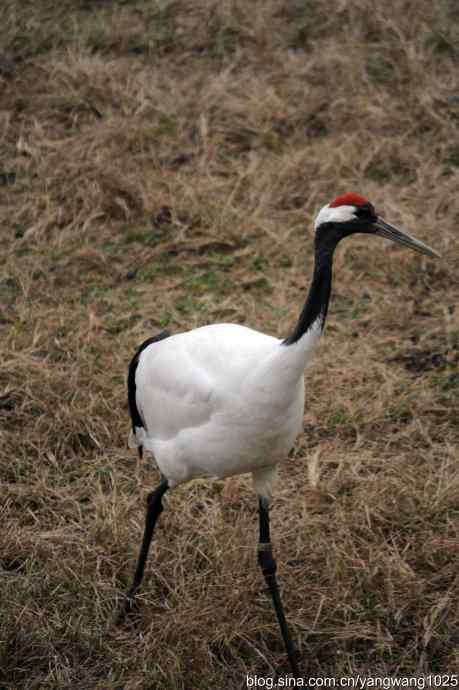 晚秋寻美 wbr wbr3