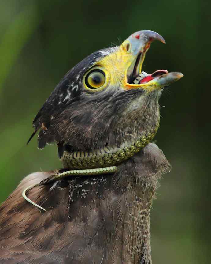 国家一级保护鸟类第2辑 国家一级保护鸟类第2辑