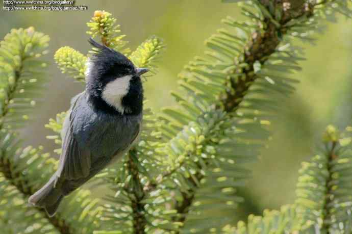 四川西昌鸟类摄影——黑冠山雀