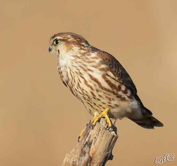 官厅水库 wbr路 wbr四种猛禽 官厅水库 wbr路 wbr四种猛禽