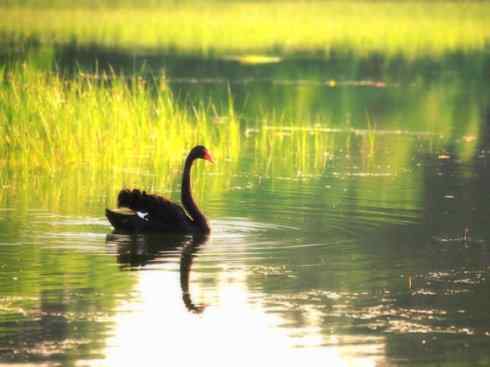 家禽驯化之源之十一