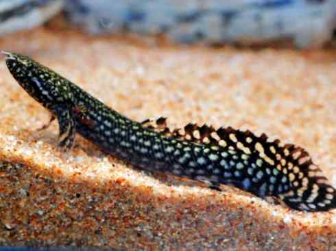 鱼类活化石:多鳍鱼 鱼类活化石:多鳍鱼