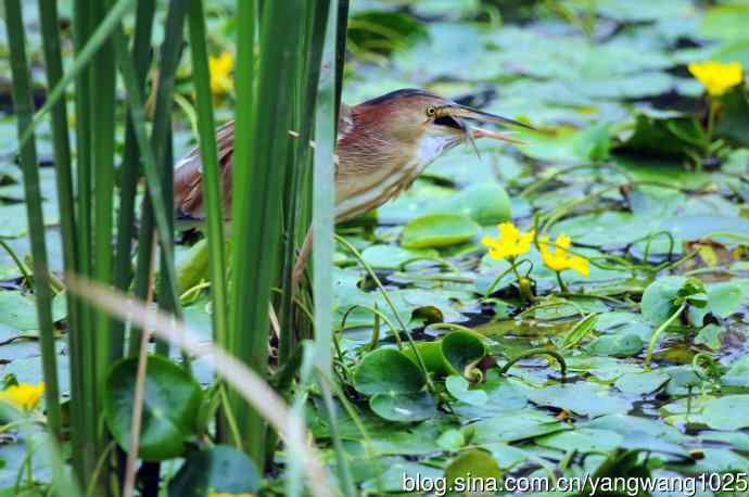 捕鱼的黄苇鳽（记实）4