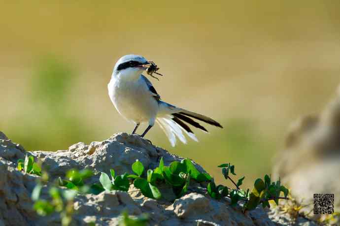 野鸭湖的楔尾伯劳吃什么? 野鸭湖的楔尾伯劳吃什么?