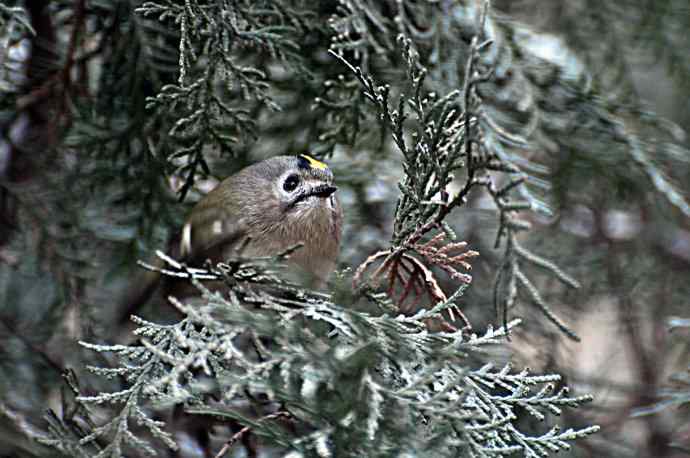 戴菊 wbr2 戴菊 wbr2