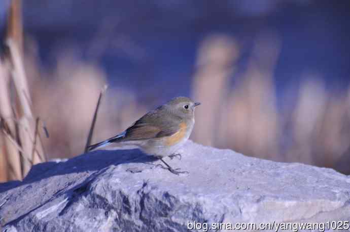 变焦(70-300)拍鸟儿【原版片】 变焦(70-300)拍鸟儿【原版片】