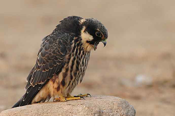 诠释燕隼“吐食丸”的全过程