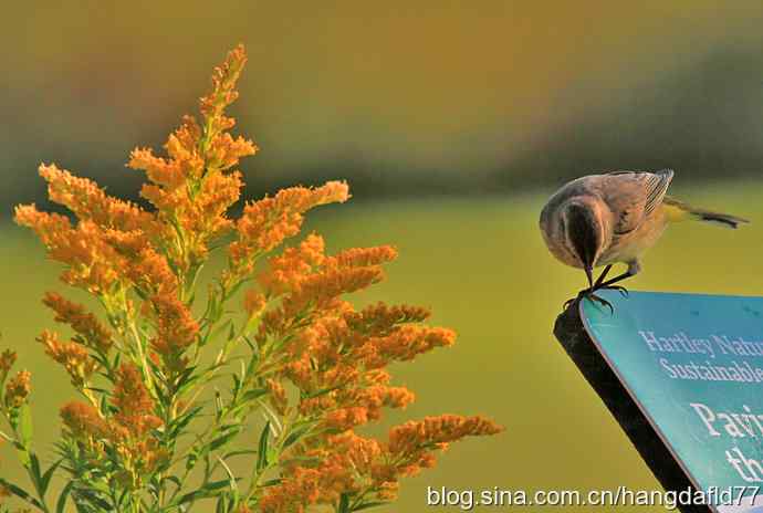 美国鸟类摄影——棕榈林莺