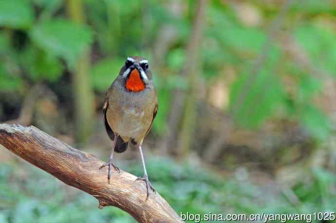 雄性红喉歌鸲(12) 雄性红喉歌鸲(12)
