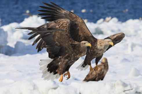 家禽驯化之源之六