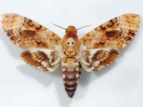 十大喜食蜂蜜动物:鬼脸天蛾