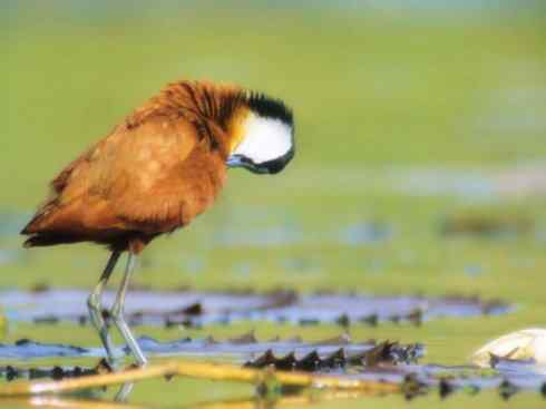 奇特的盔：非洲雉鸻