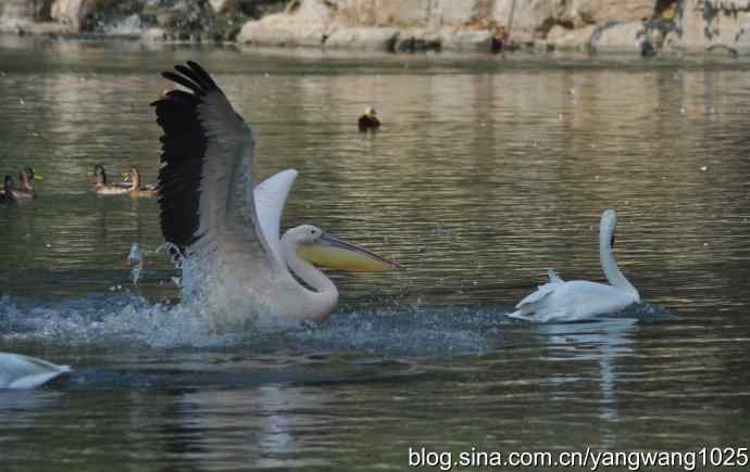 再拍大鹈鹕 wbr6 再拍大鹈鹕 wbr6